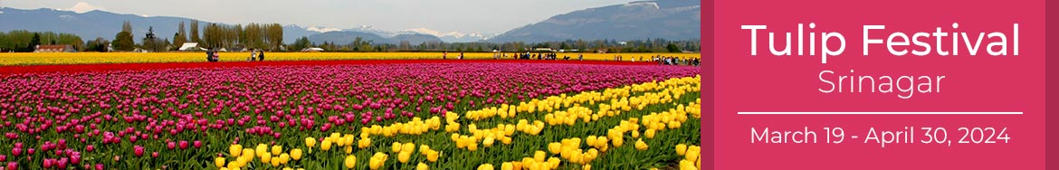 Tulip Festival - Srinagar